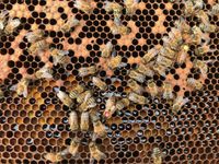 Ein seltenes Phänomen 2 Königinnen Mutter und Tochter in einem Bienenstock